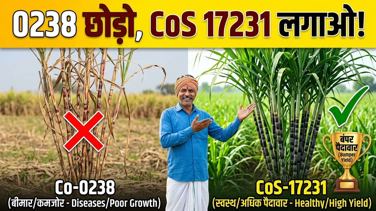 CoS 17231 प्रमाणित बीज की बुकिंग कैसे करें? शाहजहांपुर शोध संस्थान व मिल नर्सरी गाइड