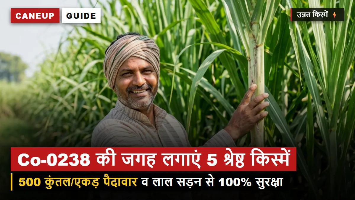 Co-0238 की जगह लगाएं ये 5 उन्नत गन्ना किस्में — 500 कुंतल प्रति एकड़ पैदावार और 13% चीनी रिकवरी