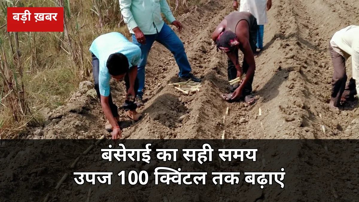 गन्ने में बंसेराई 2026-27: 2 बार मिट्टी चढ़ाएं, 100 क्विंटल तक ज्यादा उपज — पेराई से पहले गिरती फसल का पक्का इलाज