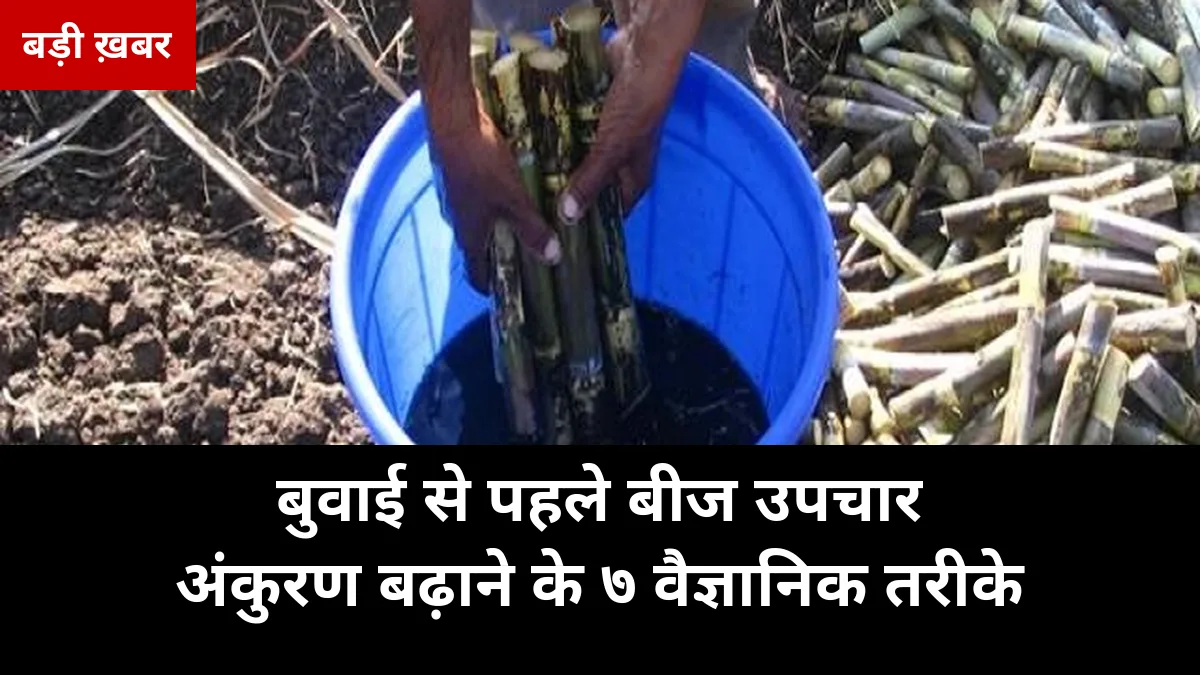 बीज की एक गलती पूरी फसल बिगाड़ देती है! बुवाई से पहले करें ये 7 बीज-उपचार — अंकुरण 90% तक, अक्टूबर बुवाई गाइड