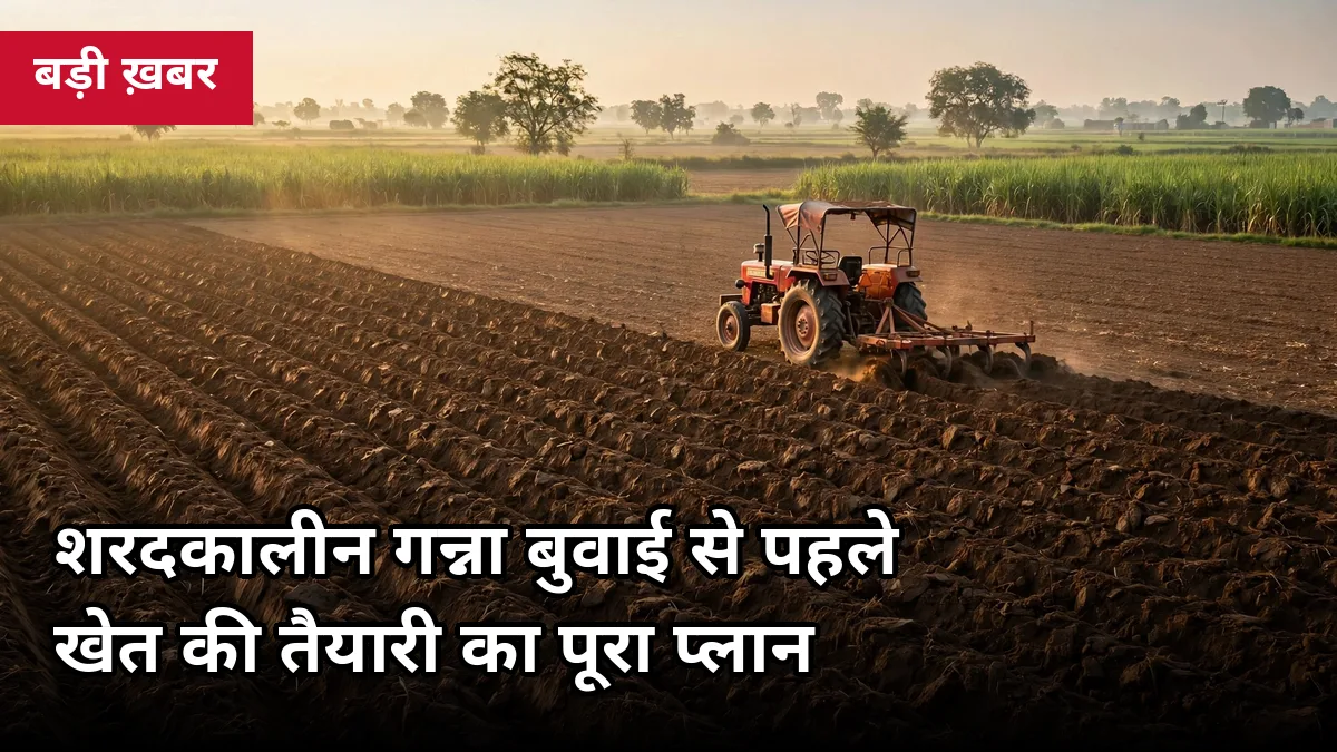 गन्ना बुवाई से पहले खेत की तैयारी 2026: गहरी जुताई, हरी खाद (ढैंचा) और समतलीकरण का पूरा प्लान