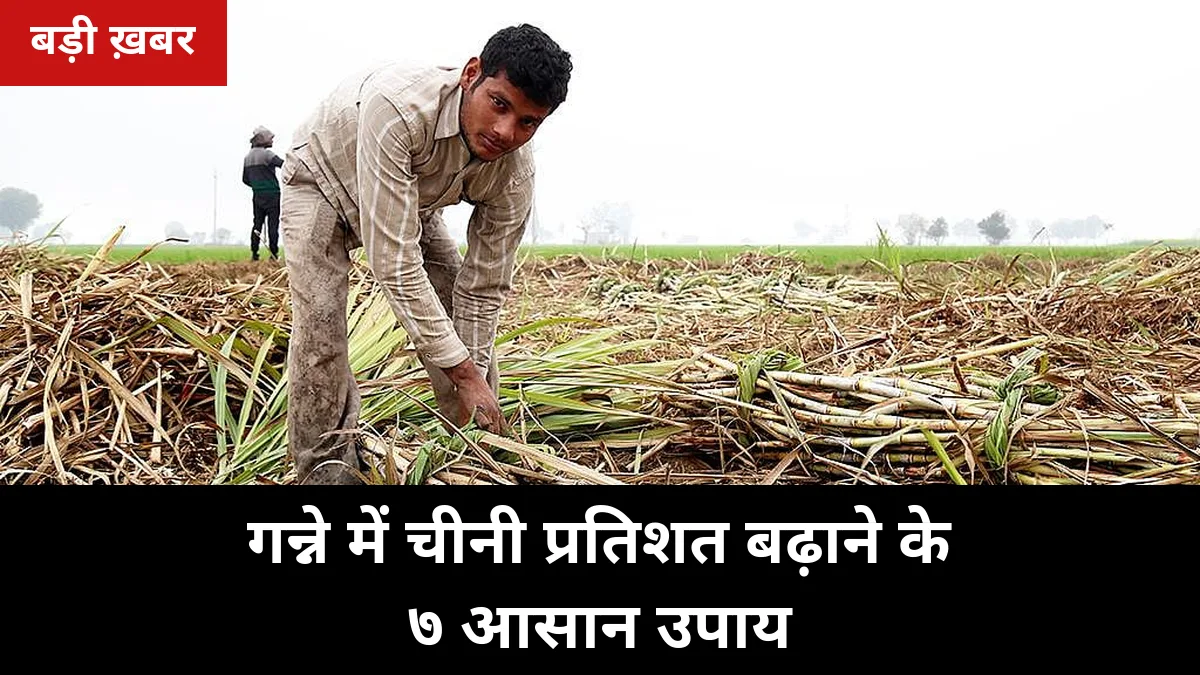 पेराई 2026-27 से पहले गन्ने में चीनी प्रतिशत बढ़ाने के 7 उपाय: ब्रिक्स 20+ का परिपक्व गन्ना, वजन और गुड़ दोनों बढ़ेगा