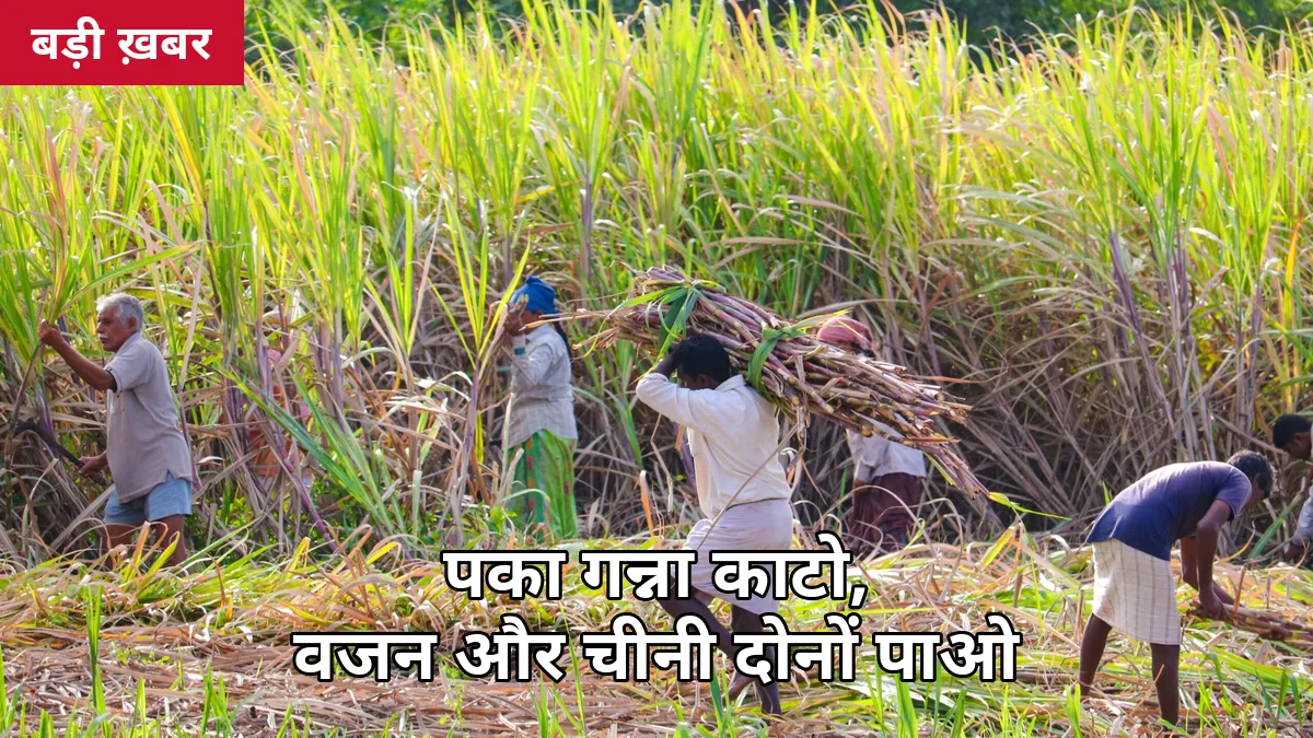 10-12 महीने का पका गन्ना ही काटें: 2026-27 में वजन और चीनी बढ़ाने के 7 वैज्ञानिक उपाय — बासी गन्ने से रोज घटता है वजन