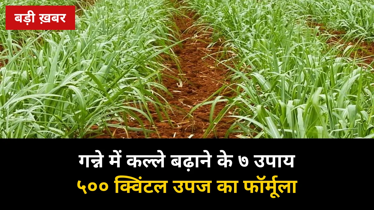 गन्ने में कल्ले बढ़ाने के 7 पक्के उपाय: 2026-27 में टिलरिंग सुधारकर प्रति एकड़ 500 क्विंटल तक उपज पाने का फॉर्मूला