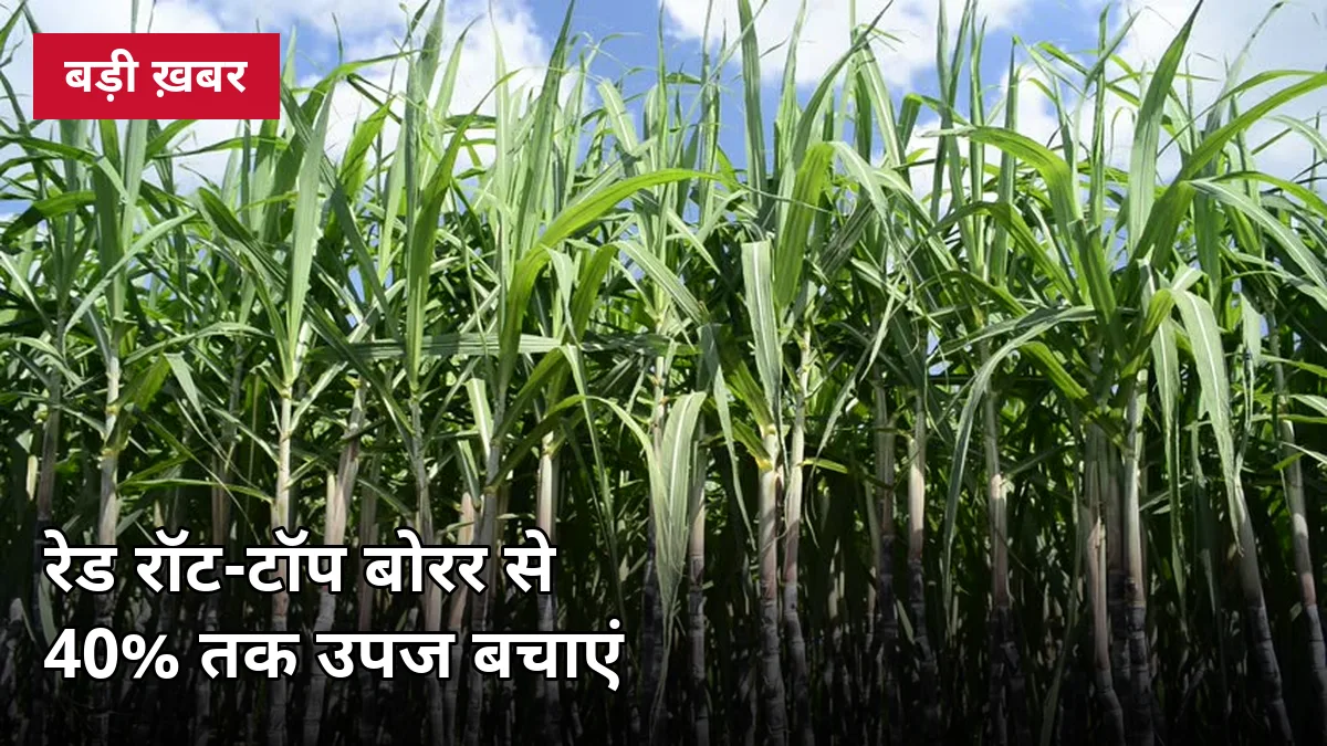 गन्ने पर रेड रॉट-टॉप बोरर हमले रोकने के 6 स्टेप: पायरिला से 40% तक उपज बचाने वाली 2026-27 की पूरी गाइड