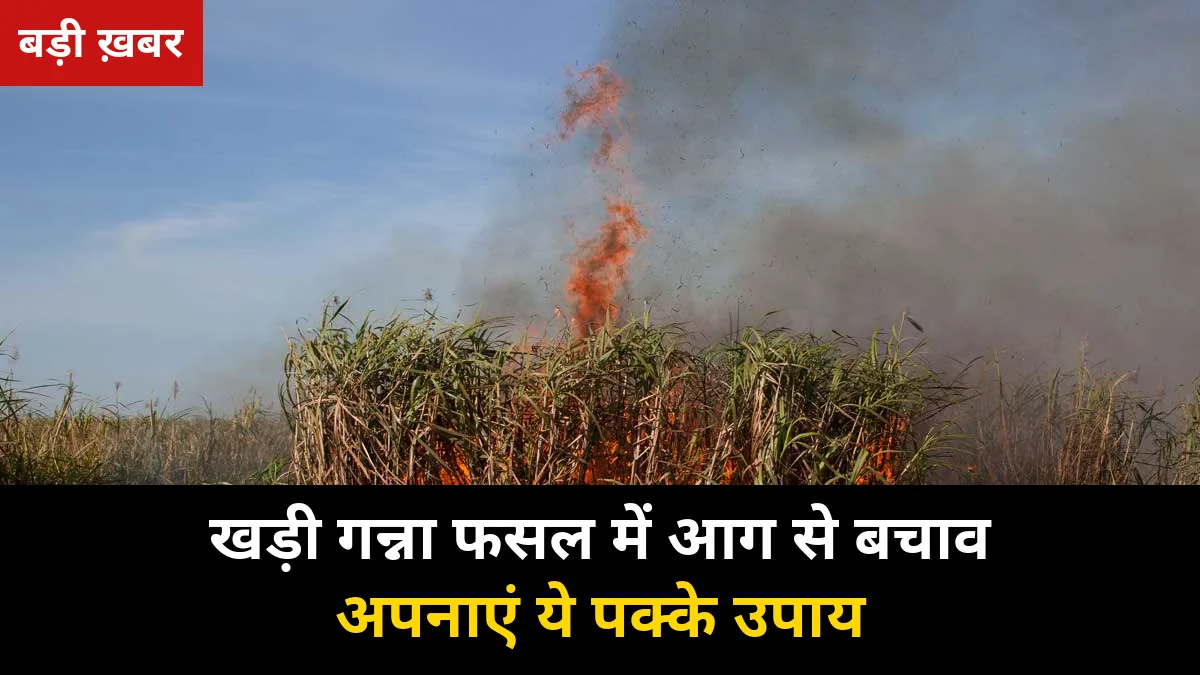 खड़ी गन्ना फसल में आग से बचाव के 7 पक्के उपाय — 2026-27 पेराई सीजन में पूरी फसल जलने से बचाएं, लाखों का नुकसान टालें