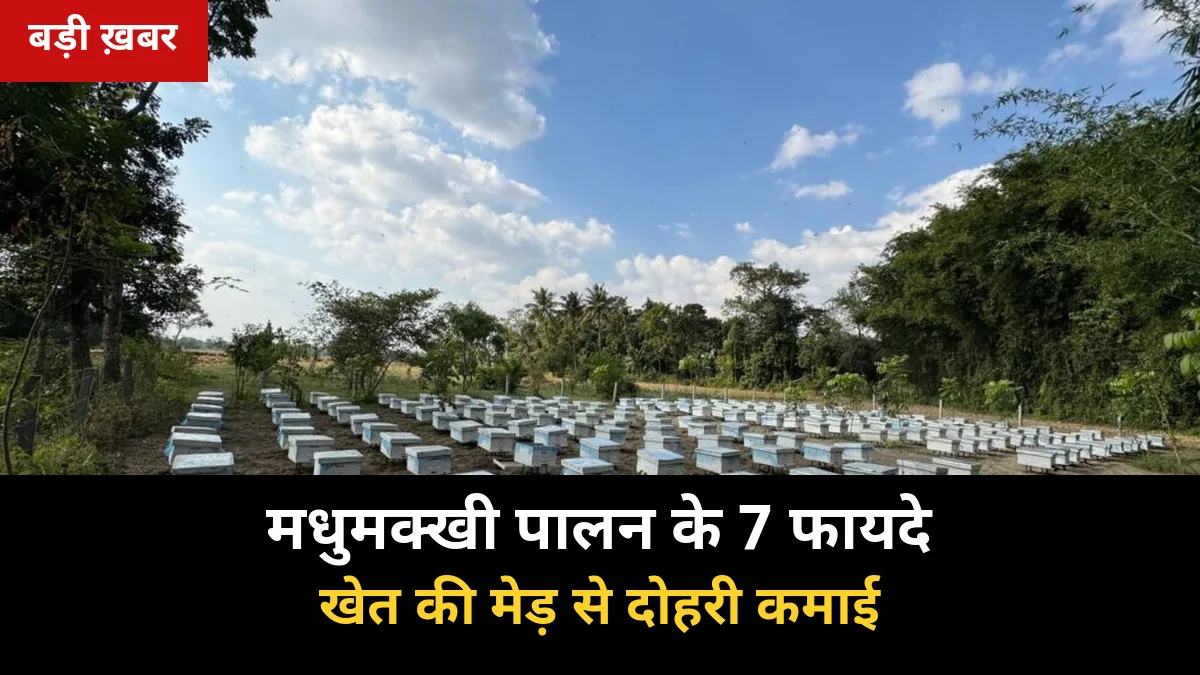 मधुमक्खी पालन के 7 फायदे: गन्ने के खेत की मेड़ से शहद बेचकर दोहरी कमाई, लागत-विधि-बिक्री पूरी गाइड 2026-27