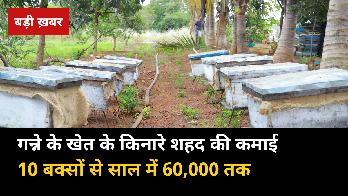 गन्ने के साथ शहद की दूसरी फसल: 10 बक्सों से साल में 60,000 तक की अतिरिक्त कमाई का पूरा हिसाब (2026 गाइड)