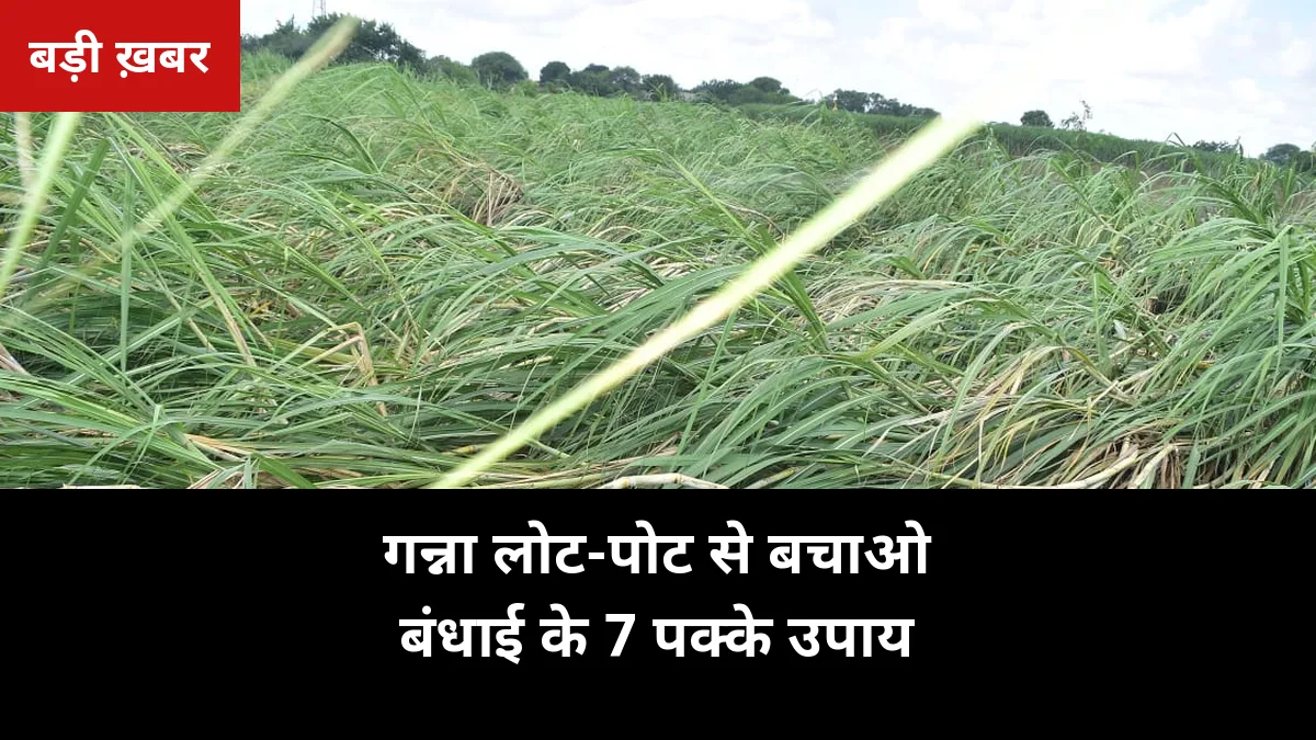 गिरे हुए गन्ने में चीनी और वजन दोनों घटता है: 2026-27 में लोट-पोट रोकने के 7 पक्के उपाय, बंधाई समेत