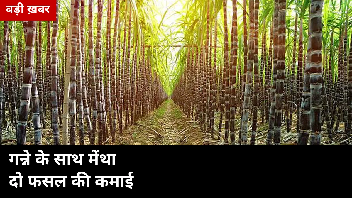 गन्ने के साथ मेंथा लगाकर 1 खेत से 2 फसल की कमाई: 2026-27 में बसंतकालीन गन्ने में पुदीना सह-फसली का पूरा तरीका