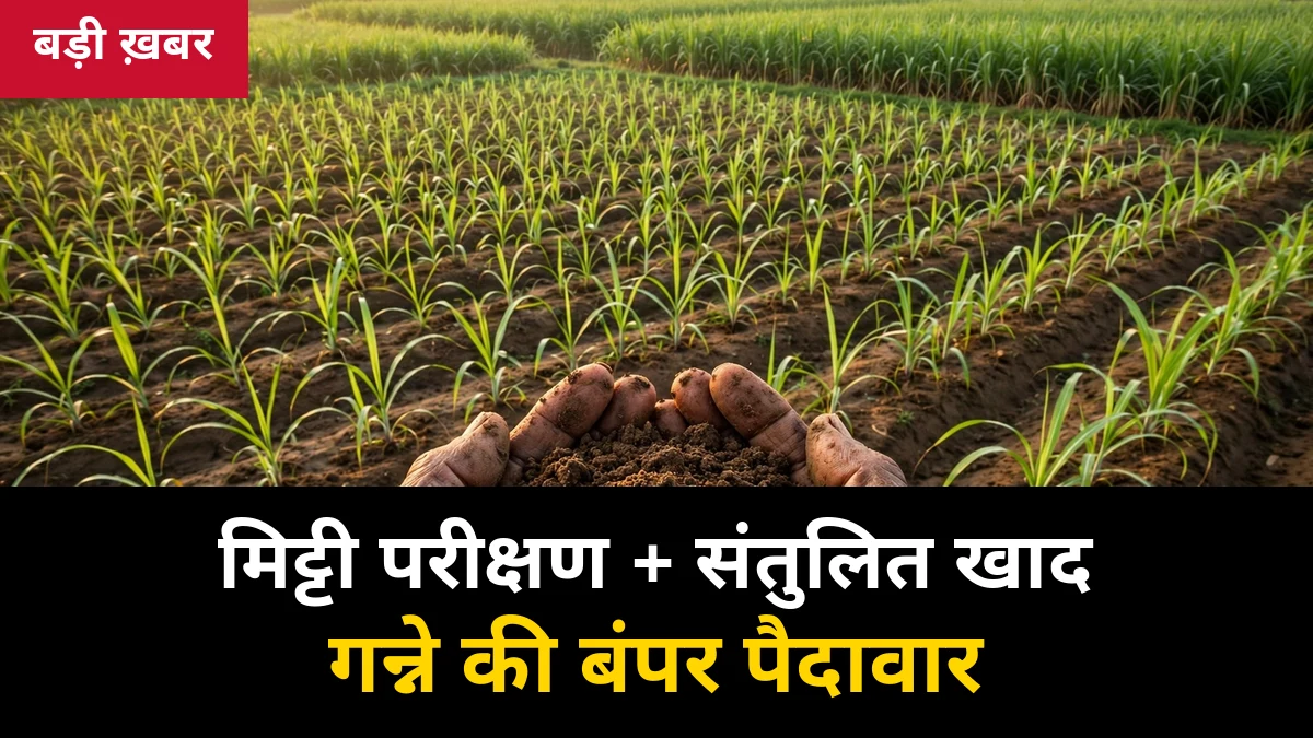 मिट्टी परीक्षण और संतुलित खाद 2026: गन्ने की पैदावार बढ़ाने का सबसे सस्ता फॉर्मूला