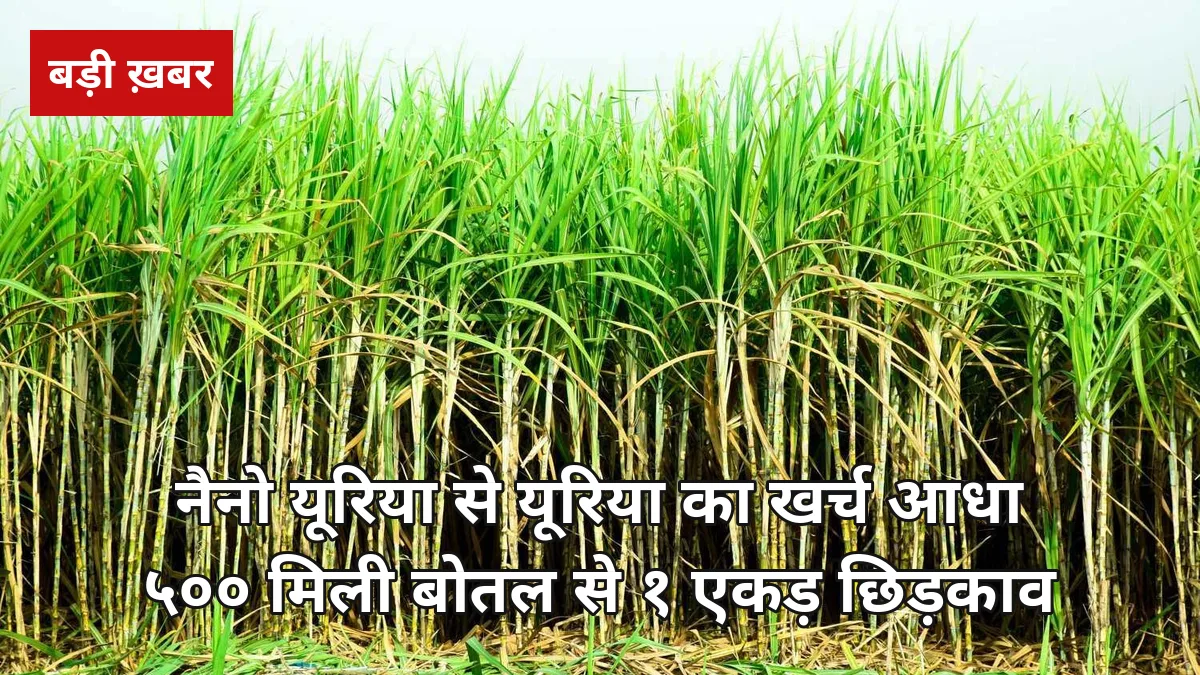 नैनो यूरिया से गन्ने में यूरिया का खर्च आधा: 500 मिली बोतल से 1 एकड़, सही खुराक-समय और नैनो डीएपी का पूरा हिसाब 2026-27