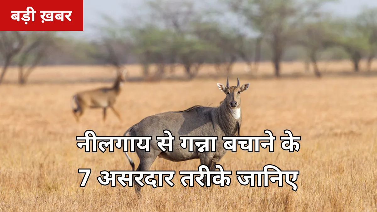 नीलगाय से गन्ना बचाने के 7 असरदार तरीके: 2026-27 में जंगली जानवरों के नुकसान से फसल बचाने का पूरा प्लान