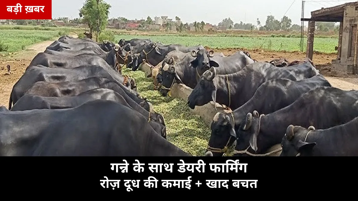 गन्ने के साथ 2 भैंस: रोज़ ₹400 तक दूध की बिक्री + गोबर से खाद खर्च आधा — 2026-27 एकीकृत खेती की पूरी गाइड