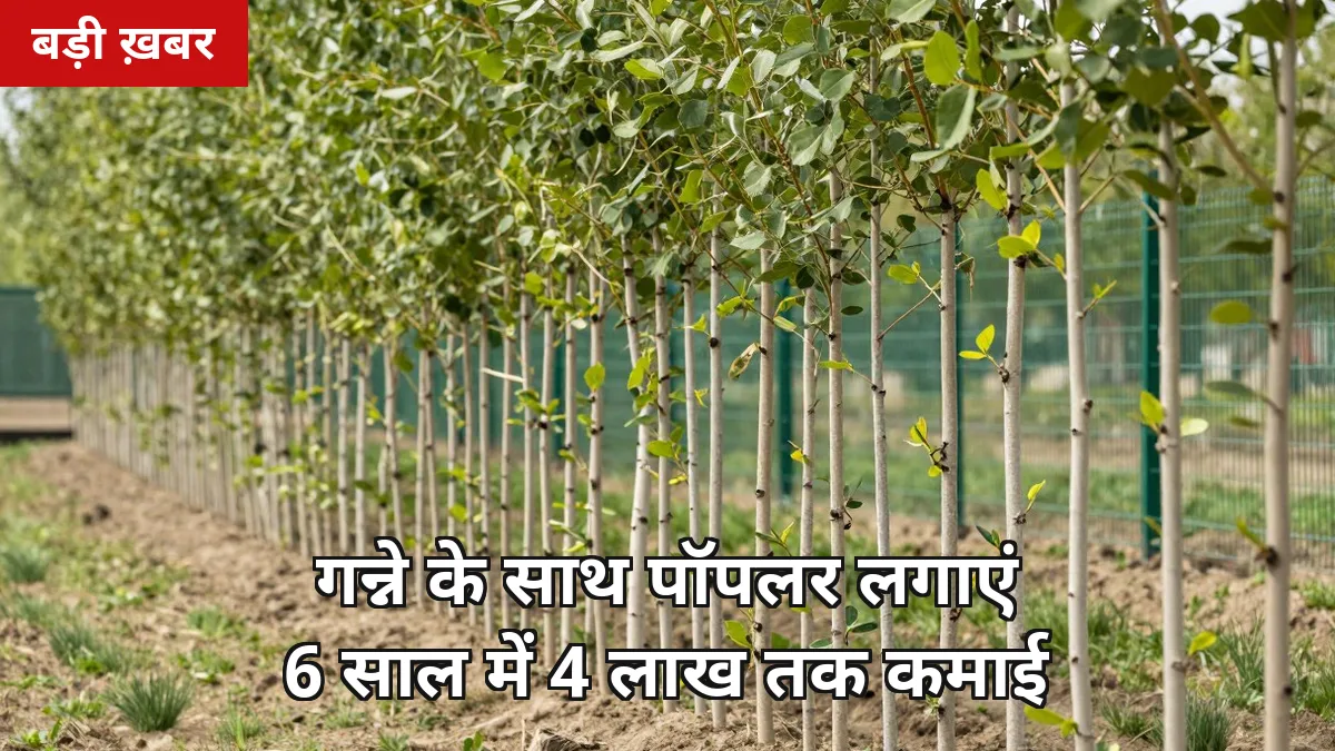 गन्ने के साथ पॉपलर लगाएं: 1 एकड़ में 200 पेड़ से 6 साल में ₹4 लाख तक अतिरिक्त आय, जानिए पूरा प्लान 2026-27