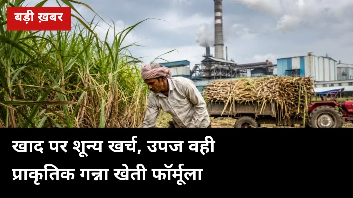 खाद पर ₹0 खर्च, उपज वही: प्राकृतिक गन्ना खेती का पूरा फॉर्मूला — जीवामृत, घनजीवामृत और ₹8,000 सरकारी प्रोत्साहन 2026-27