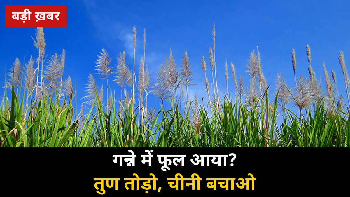गन्ने में फूल (तुण) निकल आया? अक्टूबर में तुरंत करें ये 7 काम — वरना 20% तक घटेगा वजन और चीनी, पेराई से पहले पूरी गाइड 2026-27