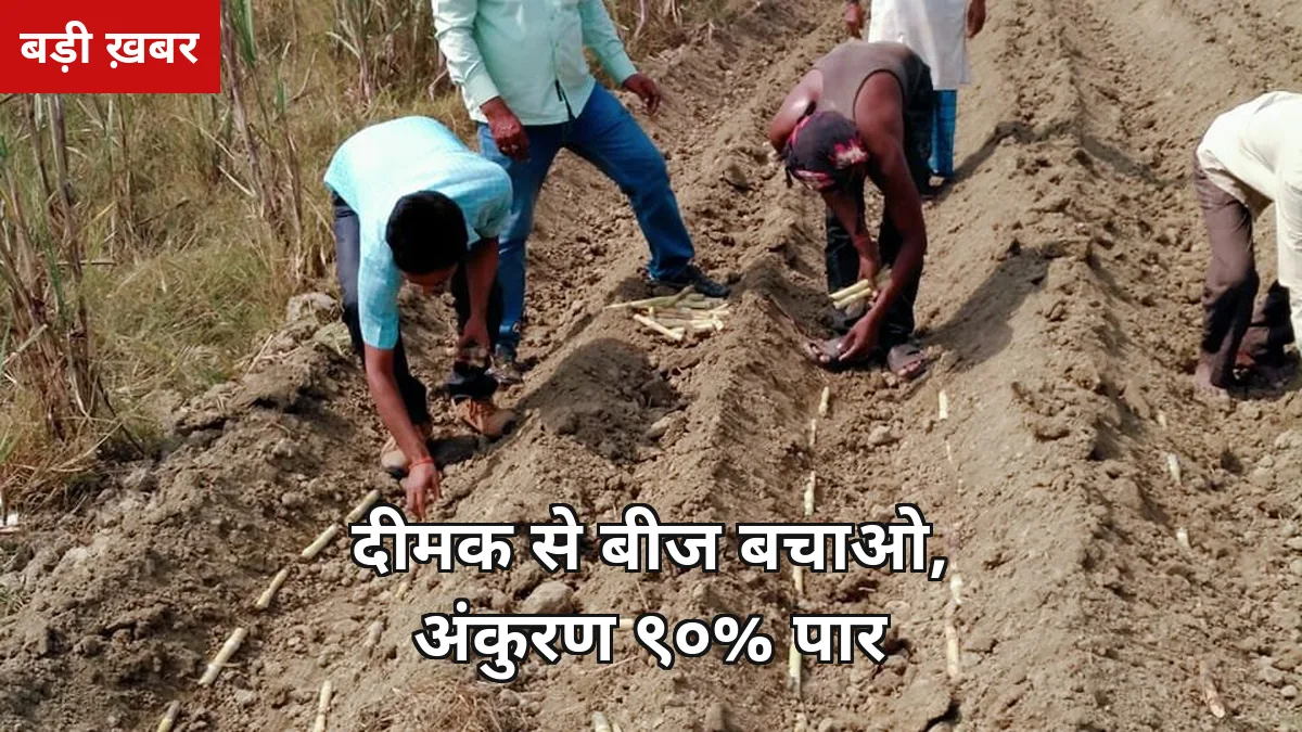शरदकालीन बुवाई में दीमक खा जाता है 25-30% बीज: अक्टूबर 2026 के 7 सुरक्षा उपाय, अंकुरण 90% पार करें