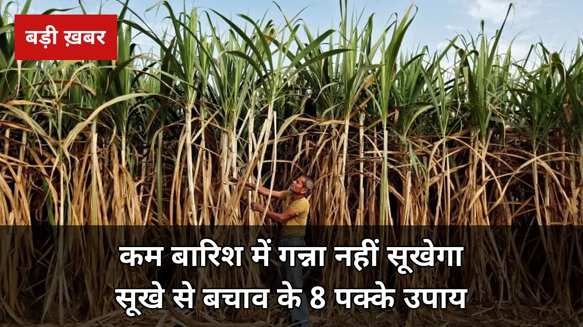 कम बारिश में गन्ना नहीं सूखेगा: सूखे से बचाव के 8 पक्के उपाय, 50% पानी बचाकर उपज बढ़ाने की 2026-27 गाइड