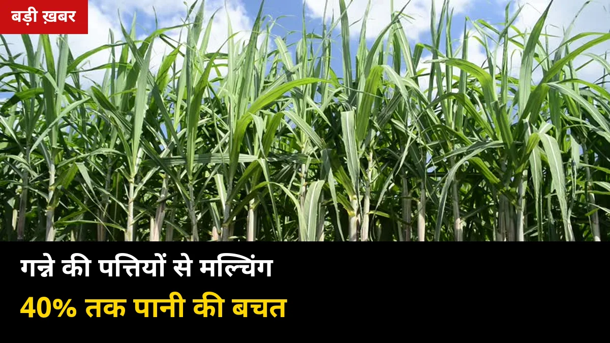 गन्ने की कटी पत्तियों को न जलाएं: ट्रैश मल्चिंग से 40% तक पानी बचाएं, खरपतवार दबाएं — 2026-27 की पूरी गाइड
