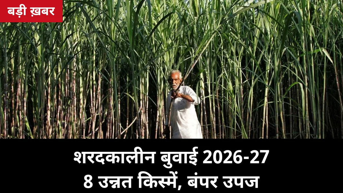 शरदकालीन बुवाई 2026-27: गन्ने की ये 8 उन्नत किस्में देंगी 1000 क्विंटल तक उपज — सही चुनाव का पूरा फार्मूला