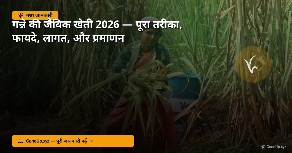 गन्ने की जैविक खेती 2026 — पूरा तरीका, फायदे, लागत