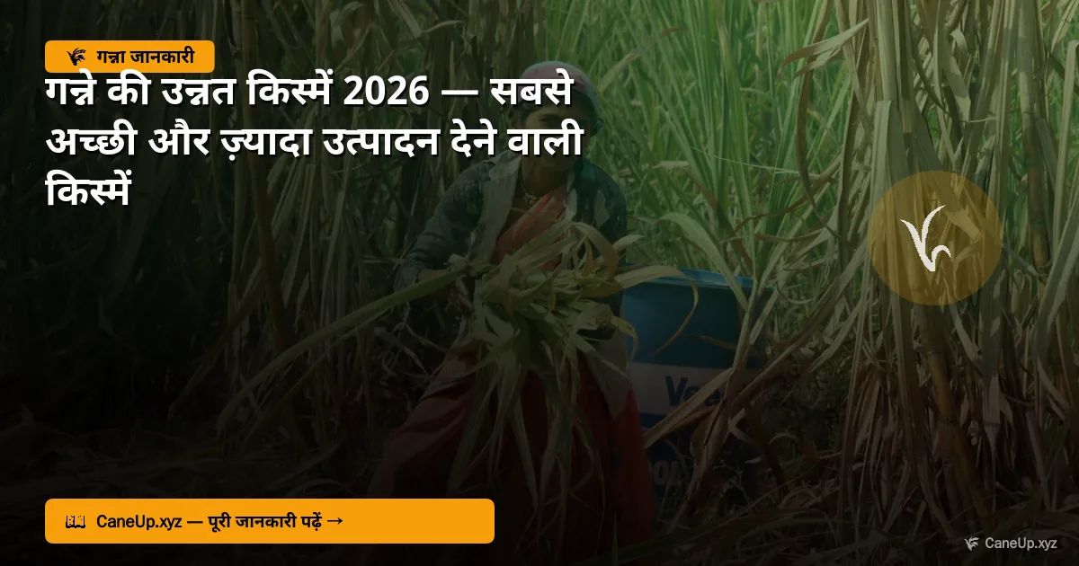 गन्ने की उन्नत किस्में 2026 — सबसे अच्छी और ज़्यादा उत्पादन देने वाली किस्में