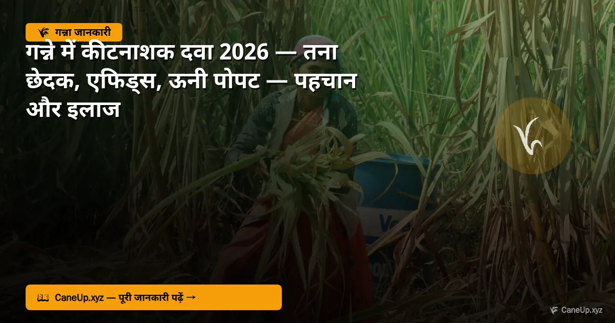 गन्ने में कीटनाशक दवा 2026 — तना छेदक, एफिड्स, ऊनी माहू, सफेद मक्खी