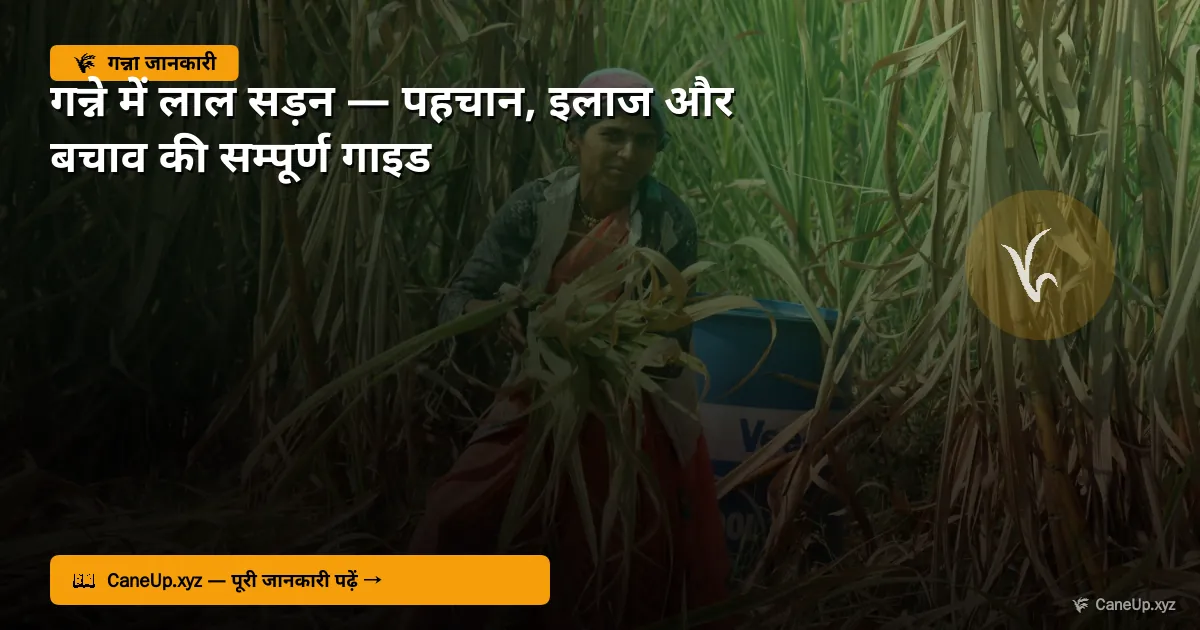गन्ने में लाल सड़न 2026 — पहचान, इलाज और बचाव