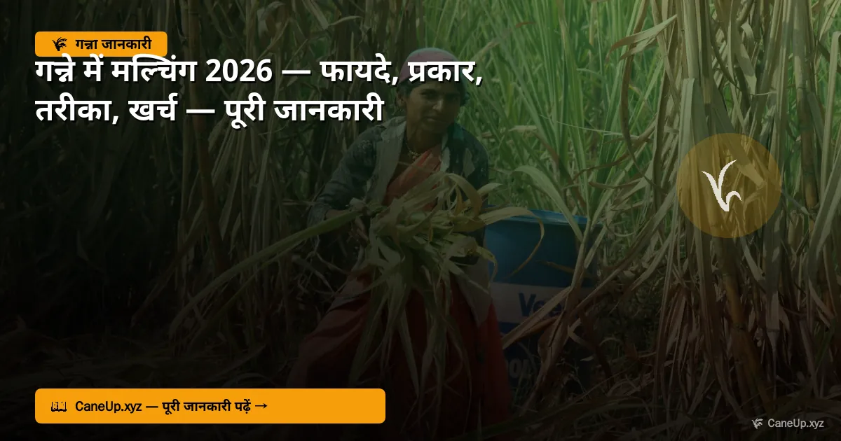गन्ने में मल्चिंग 2026 — फायदे, प्रकार, तरीका, खर्च