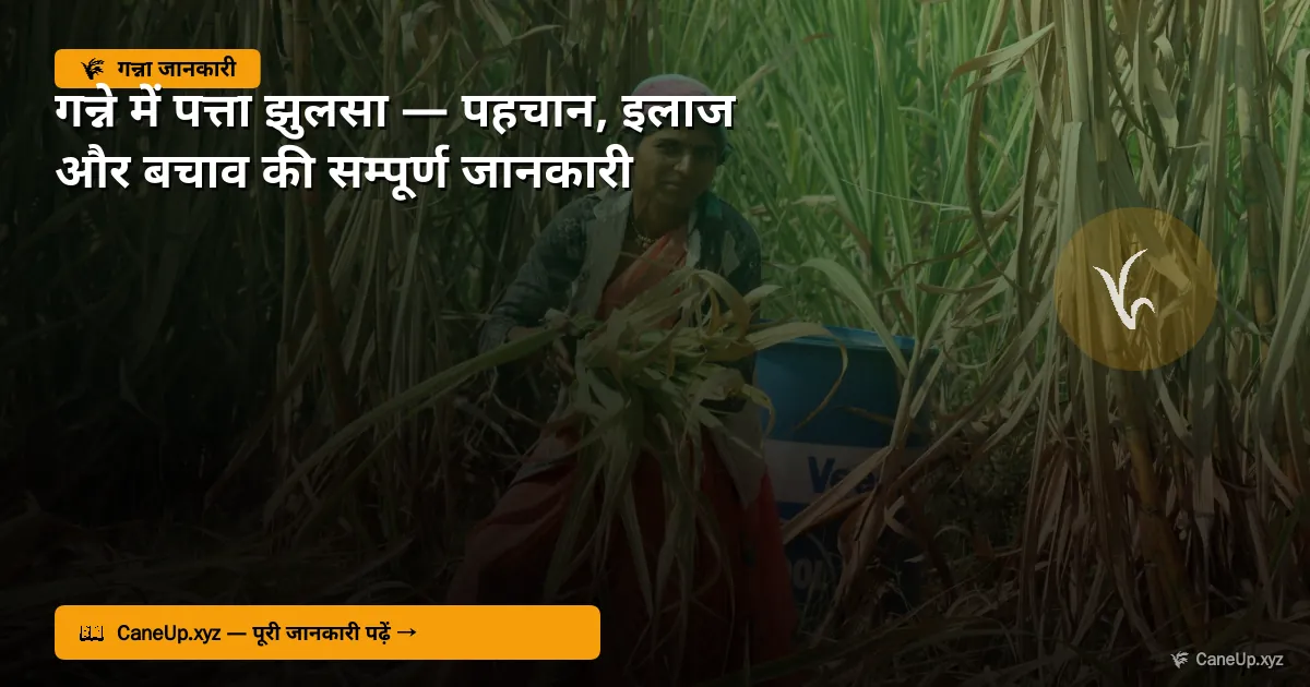 गन्ने में पत्ता झुलसा 2026 — पहचान, इलाज और बचाव
