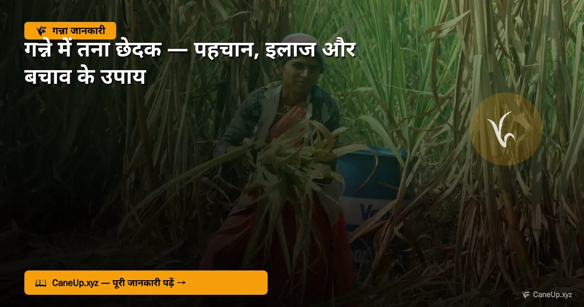 गन्ने में तना छेदक 2026 — पहचान, इलाज और बचाव के उपाय