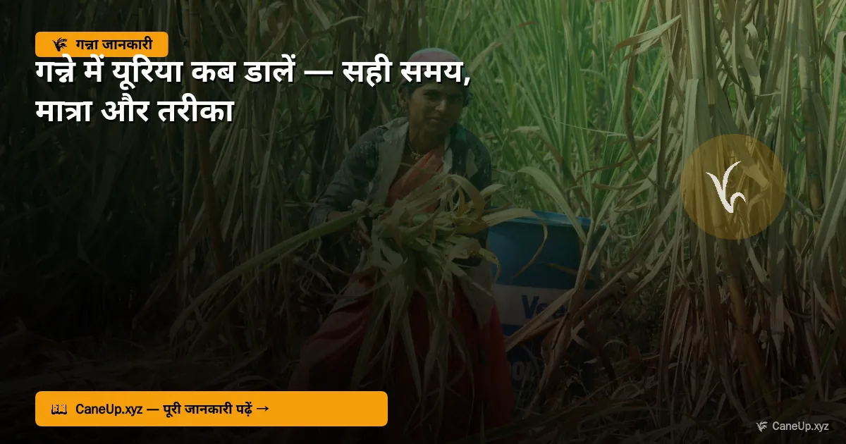 गन्ने में यूरिया कब डालें 2026 — सही समय, मात्रा और तरीका