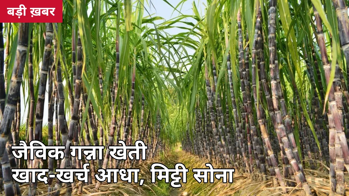 जैविक गन्ना खेती 2026-27: खाद-खर्च आधा, मिट्टी बनेगी सोना — 7 स्टेप में जैविक खेती, प्रमाणन और बाजार की पूरी गाइड