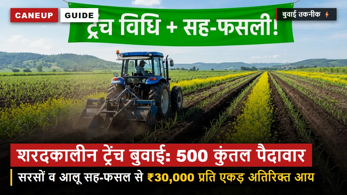 शरदकालीन गन्ना बुवाई ट्रेंच विधि 2026 — 4.5 फीट दूरी, सरसों-आलू सह-फसल से ₹30,000 अतिरिक्त आय