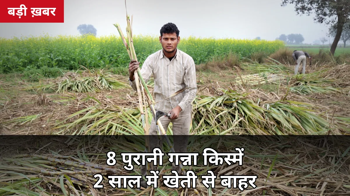 2 साल में खेती से बाहर होंगी 8 पुरानी गन्ना किस्में: शरदकालीन बुवाई से पहले जान लें कौन सी किस्म अब नहीं लगानी