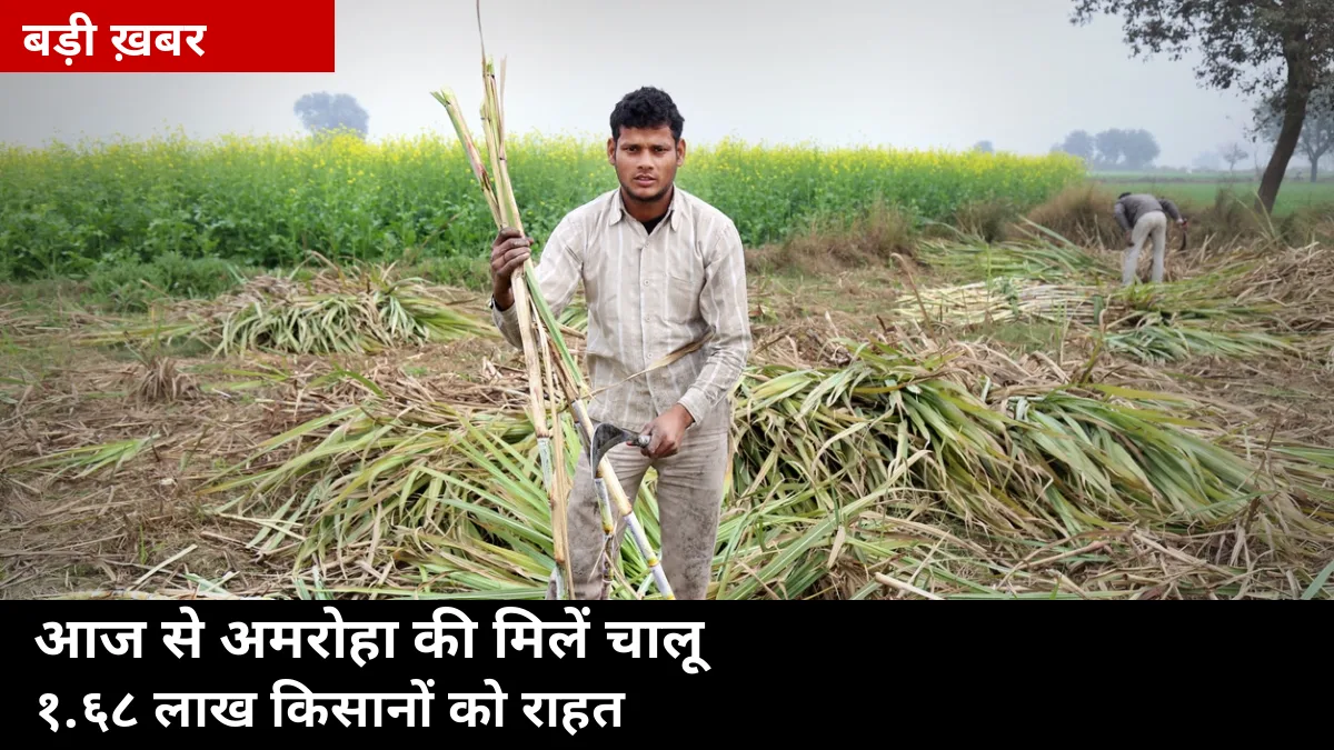 25 अक्टूबर से अमरोहा की 3 चीनी मिलें चालू: 1.68 लाख किसानों का गन्ना अब पर्ची पर जाएगा, बुढ़ाना मिल भी आज से चलेगी