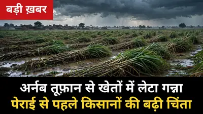 🚨 BREAKING: अर्नब तूफ़ान की मार — तेज़ हवाओं से खेतों में लेटा गन्ना, पेराई सत्र से पहले UP के गन्ना किसानों की बढ़ी चिंता
