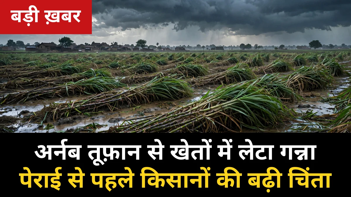 🚨 BREAKING: अर्नब तूफ़ान की मार — तेज़ हवाओं से खेतों में लेटा गन्ना, पेराई सत्र से पहले UP के गन्ना किसानों की बढ़ी चिंता