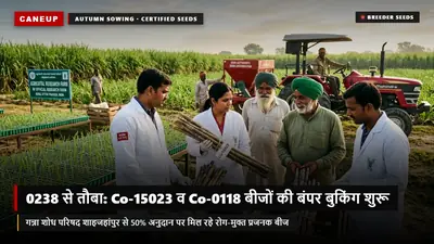 0238 से तौबा: शरदकालीन बुवाई में Co-15023, Co-0118 और CoS-13235 की बंपर मांग — शोध केंद्रों से बीज बुकिंग व 50% अनुदान गाइड