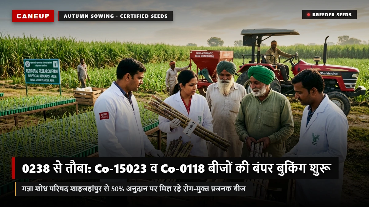 0238 से तौबा: शरदकालीन बुवाई में Co-15023, Co-0118 और CoS-13235 की बंपर मांग — शोध केंद्रों से बीज बुकिंग व 50% अनुदान गाइड