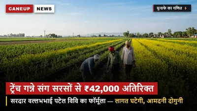 शरदकालीन गन्ने के साथ सरसों की सहफसली खेती — प्रति एकड़ ₹42,000 का अतिरिक्त मुनाफा, वैज्ञानिकों की गाइड