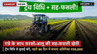 शरद बुवाई में सह-फसली खेती से डबल मुनाफा — सरसों और आलू के साथ गन्ने की वैज्ञानिक बुवाई गाइड