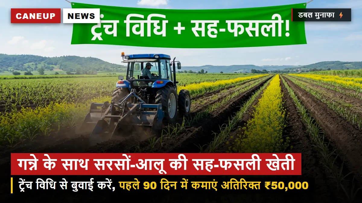 शरद बुवाई में सह-फसली खेती से डबल मुनाफा — सरसों और आलू के साथ गन्ने की वैज्ञानिक बुवाई गाइड
