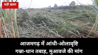 5 अक्टूबर की आंधी-ओलावृष्टि ने आजमगढ़ में गन्ना-धान तबाह किया: किसान बोले — गिरे गन्ने की तौल में छूट और तत्काल मुआवजा दो
