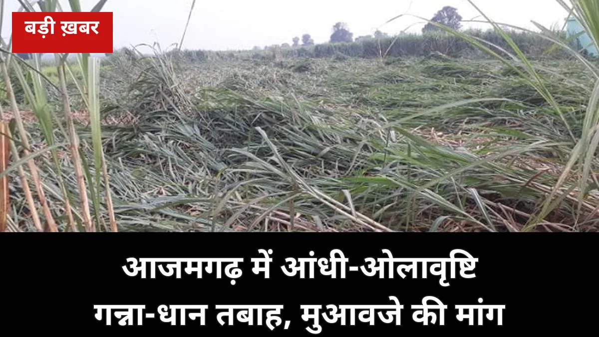 5 अक्टूबर की आंधी-ओलावृष्टि ने आजमगढ़ में गन्ना-धान तबाह किया: किसान बोले — गिरे गन्ने की तौल में छूट और तत्काल मुआवजा दो
