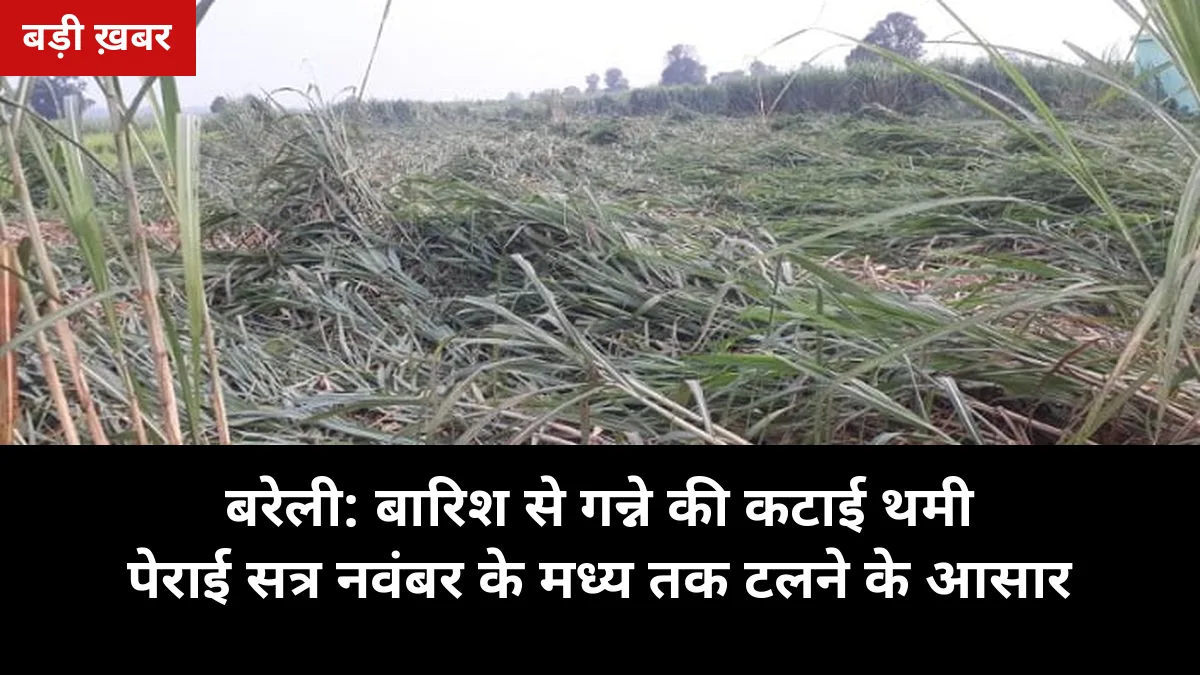 बरेली में बारिश से पेराई 15 दिन टली: मिलों में 1.24 लाख क्विंटल चीनी, फिर भी बाजार में भाव 60 रुपये किलो — किसानों पर क्या असर होगा