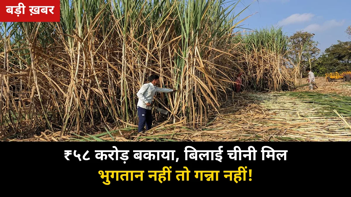 ₹58 करोड़ बकाया: बिलाई चीनी मिल को किसान बोले 'गन्ना नहीं' — 5,000 शपथ पत्र, पेराई सीजन से पहले बिजनौर में बड़ा ऐलान