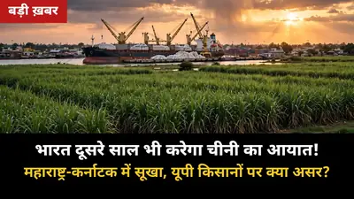 दूसरे साल भी भारत चीनी का आयात करेगा! महाराष्ट्र-कर्नाटक में सूखा, UP के गन्ना किसानों पर क्या होगा असर?