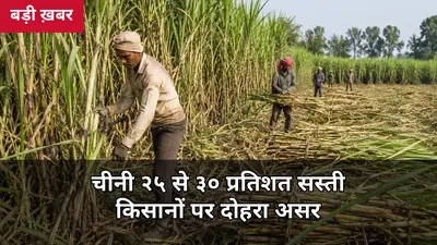 65 रुपये वाली चीनी अब 52-55 रुपये: थोक दाम 25-30% गिरे, दिवाली से पहले और सस्ती हो सकती है, किसानों पर दोहरा असर